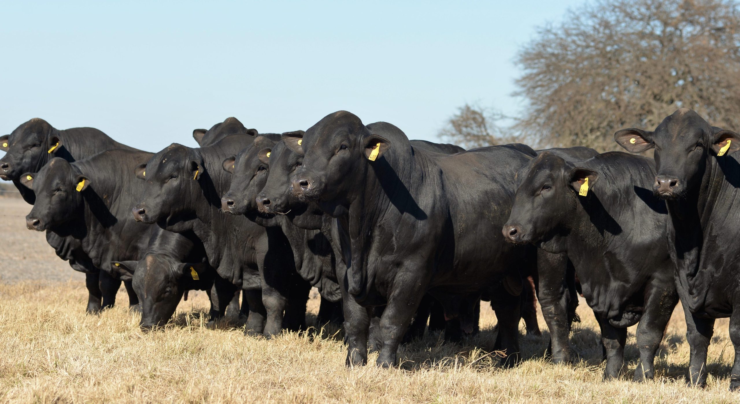 Gomeria ANGUS 1 gomeria angus scaled