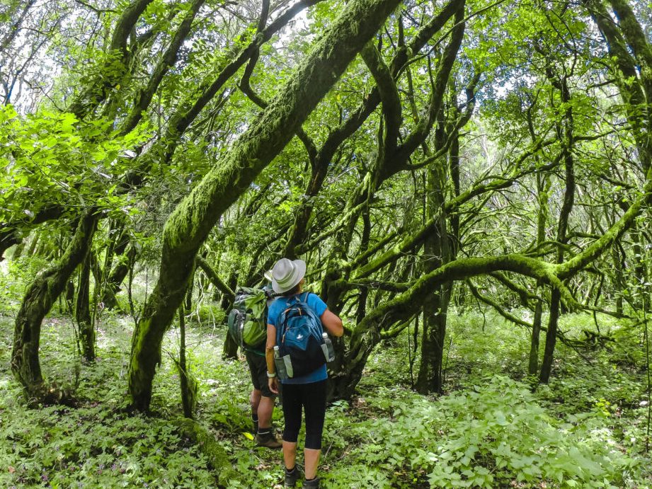 GOMERÍA BOSQUE 1 gomeria bosque