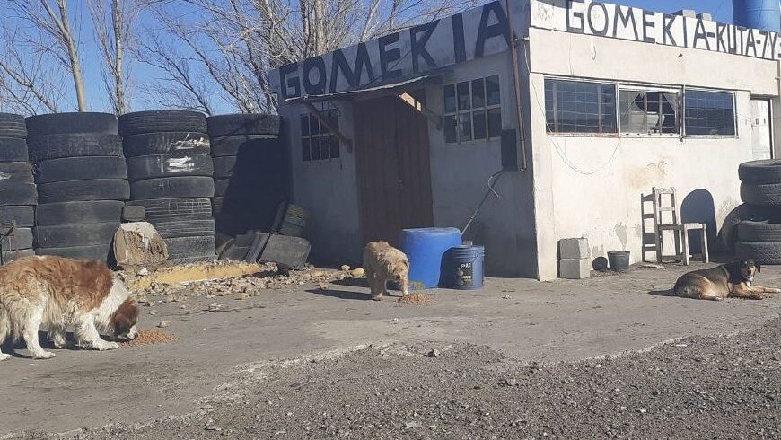 Gomeria el perro 1 gomeria el perro