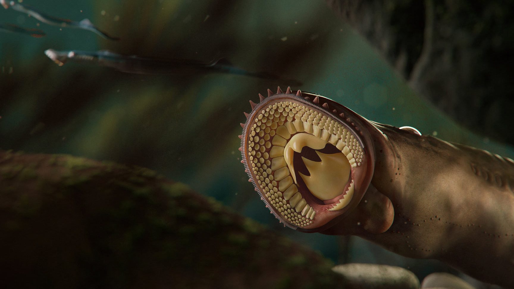 Gomeria Ian Loa 1 gomeria ian loa