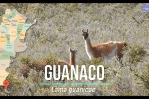 Gomeria LeoCa...LaMaik-Caniche del Oeste 3 Gomeria LeoCa…LaMaik-Caniche del Oeste