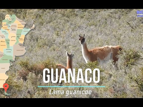 Gomeria LeoCa...LaMaik-Caniche del Oeste 1 gomeria leoca lamaik caniche del oeste